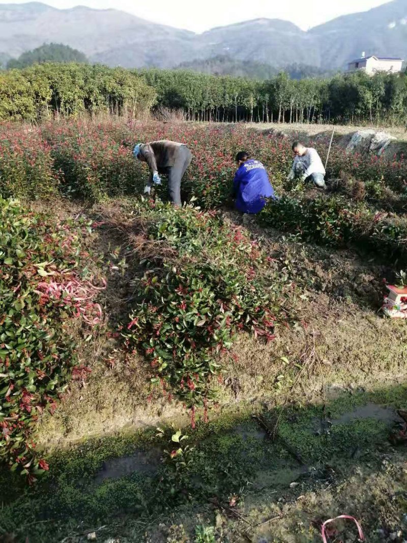 【苗场自销】红叶石楠苗红罗宾10—180公分【特价包邮】