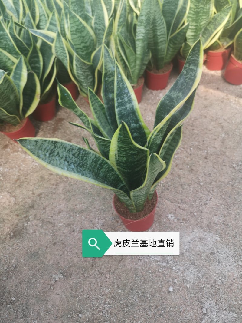 虎皮兰，基地直销，品种齐全，基地批发价，不包邮