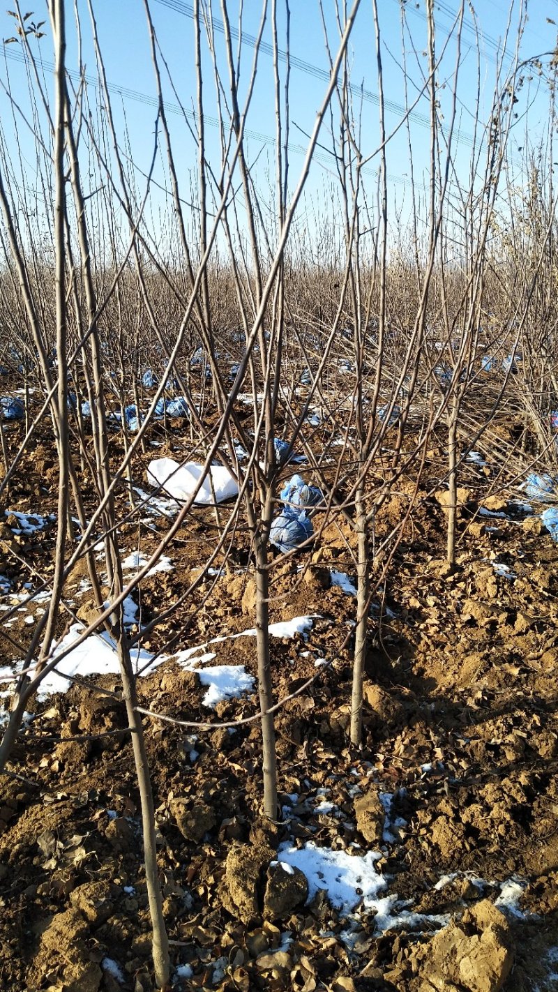 唐山市遵化鸡心果海棠3~6公分非常好吃的果海棠