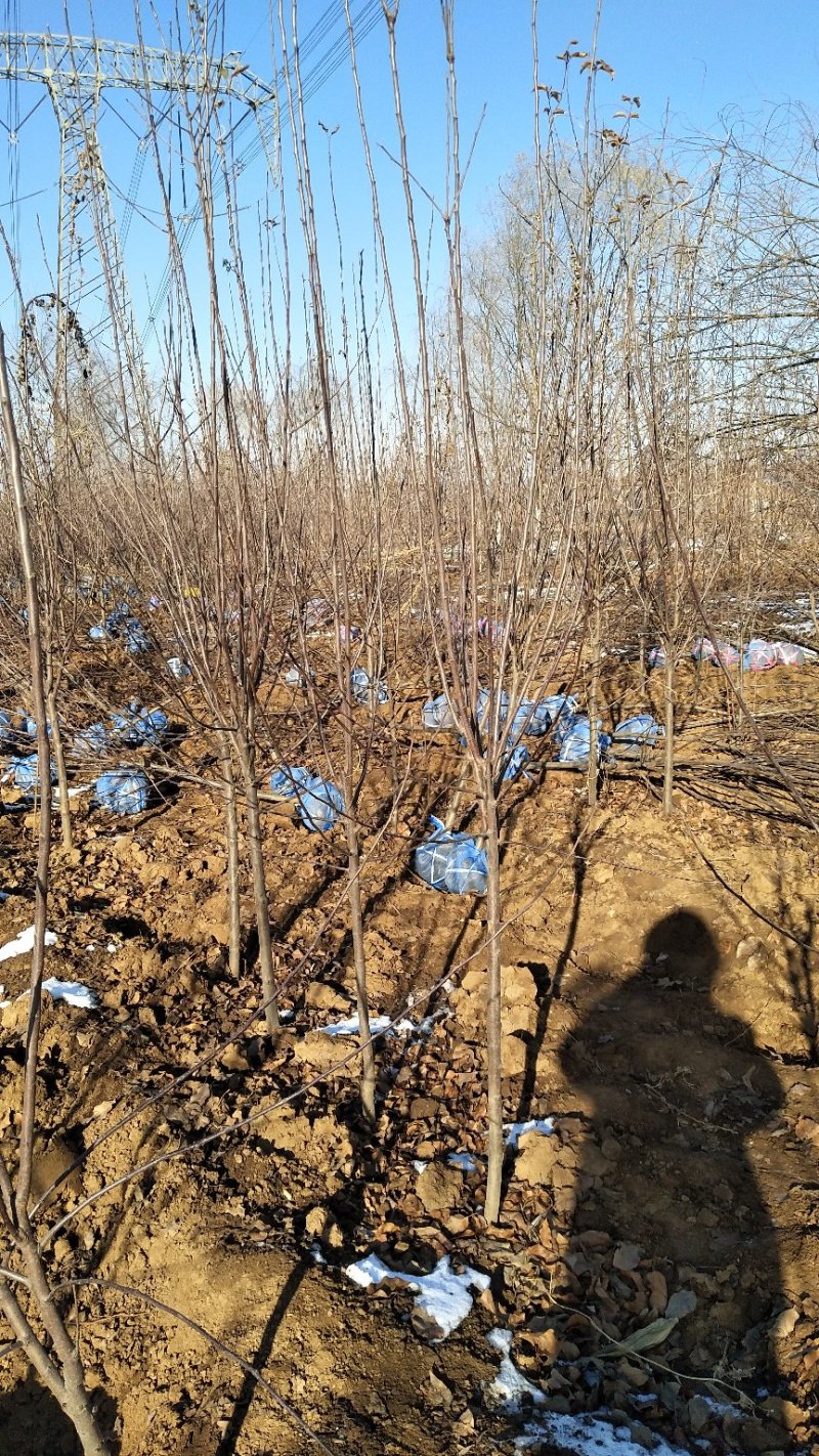 唐山市遵化鸡心果海棠3~6公分非常好吃的果海棠