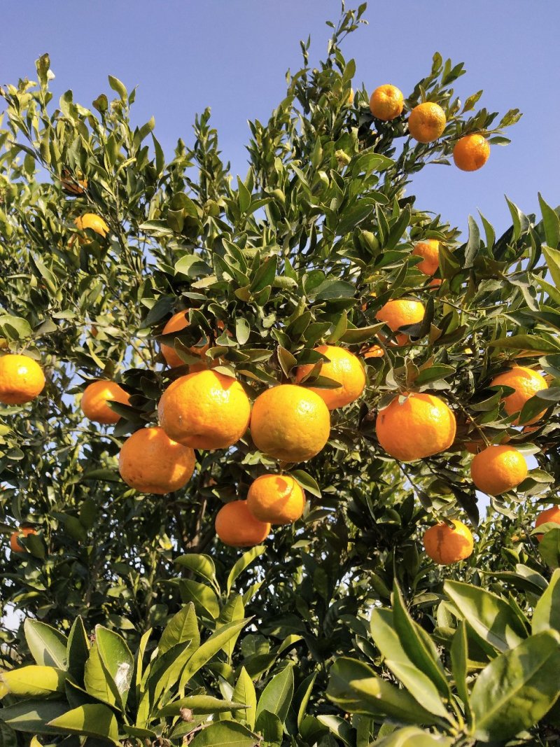 【精品货】碰柑芦柑产地大量供应个大皮薄汁多口感甜蜜