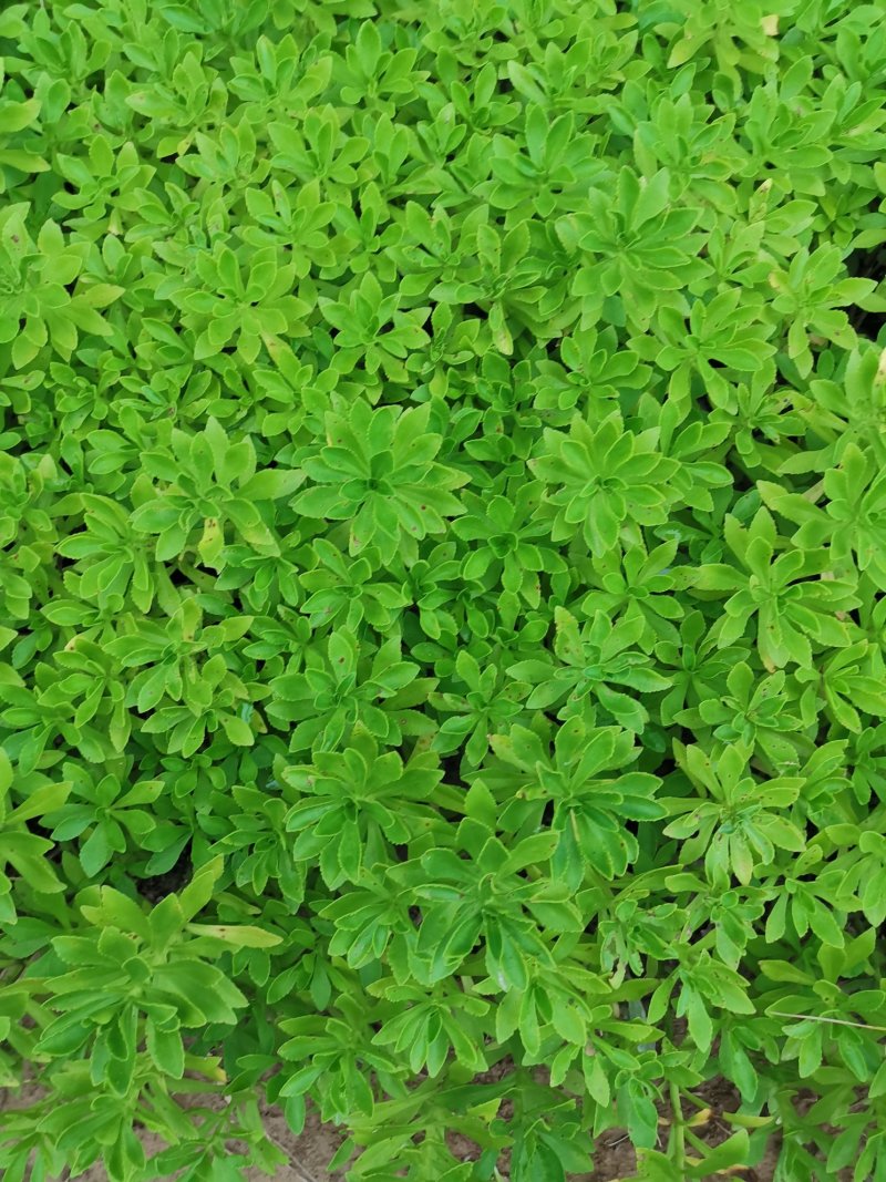 救心菜种苗费菜高钙菜当年种植当年收益四季耐寒抗热