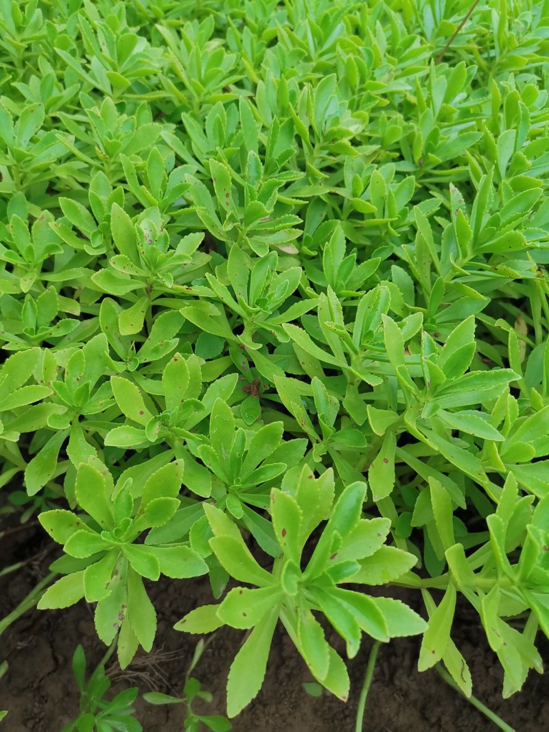 救心菜种苗费菜高钙菜当年种植当年收益四季耐寒抗热