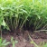 救心菜种苗费菜高钙菜当年种植当年收益四季耐寒抗热