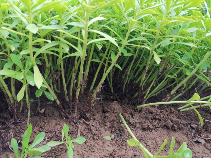 救心菜种苗费菜高钙菜当年种植当年收益四季耐寒抗热