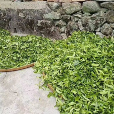 优质鸭屎香单丛茶茶头好茶身上掉下来的肉口感浓香