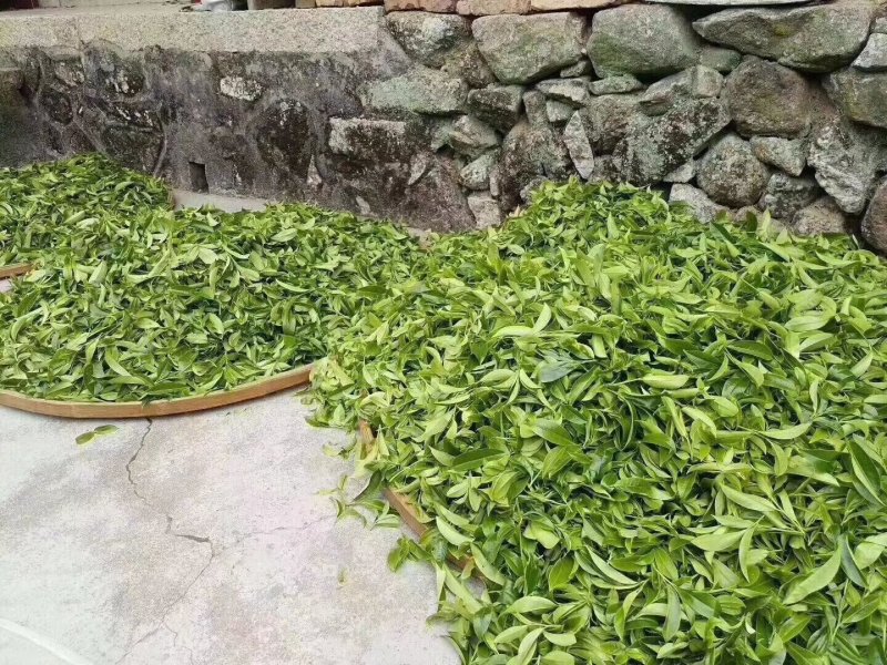 优质鸭屎香单丛茶茶头好茶身上掉下来的肉口感浓香
