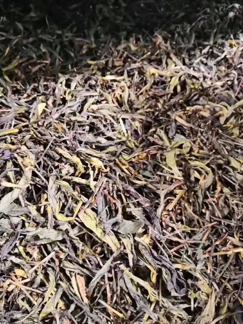 优质鸭屎香单丛茶茶头好茶身上掉下来的肉口感浓香