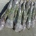 【有好货】新品种离核黄肉大油桃高糖度保纯保质保存活包技术