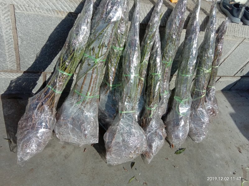 【有好货】新品种离核黄肉大油桃高糖度保纯保质保存活包技术