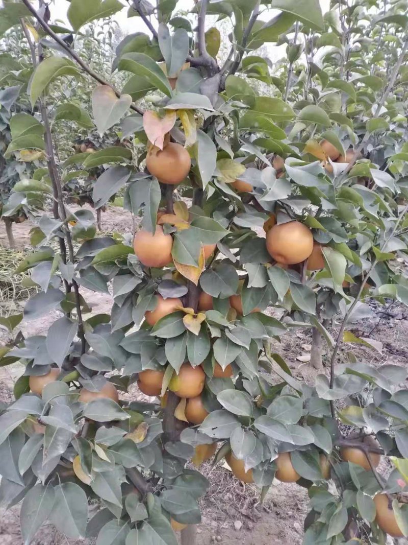 尚长河金果梨梨树栽种三年结梨大果密