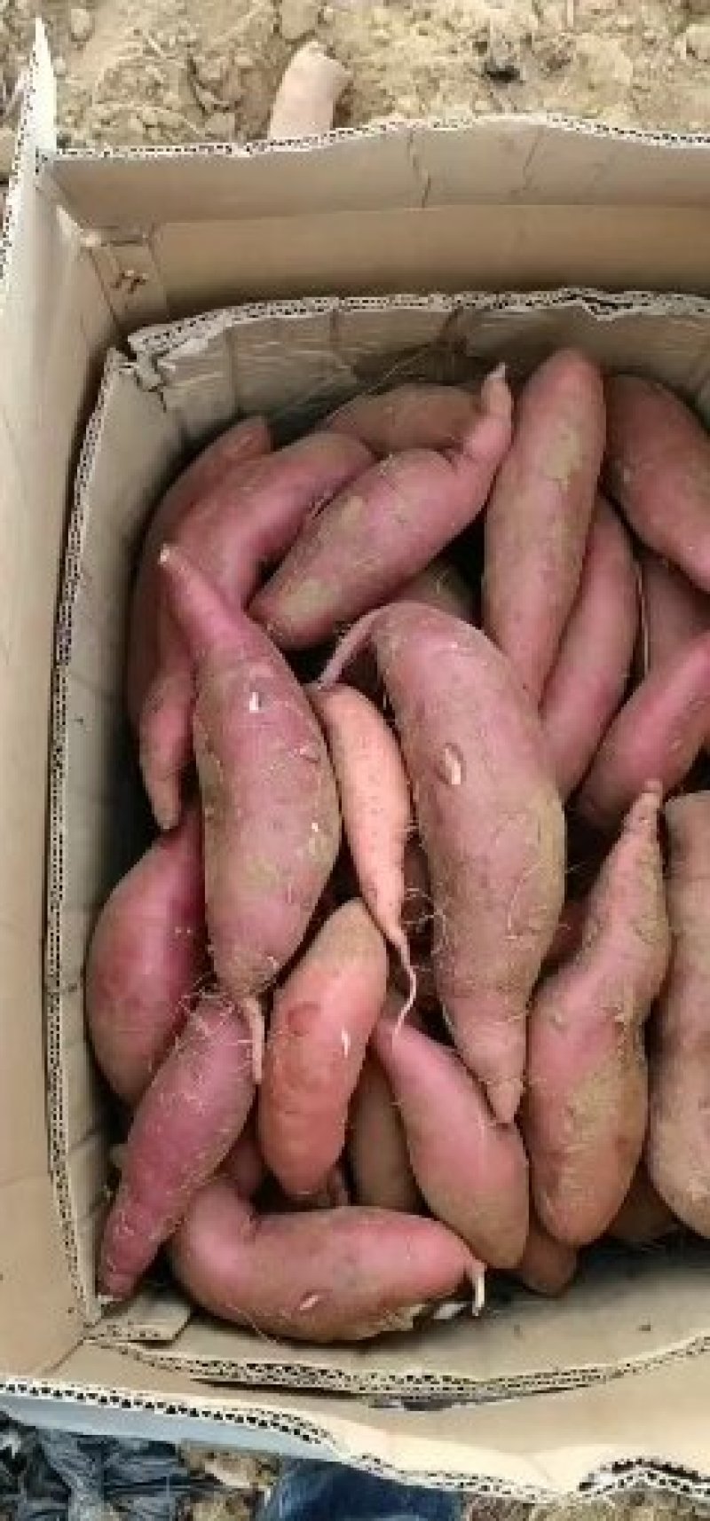 红薯烟薯25西瓜红龙薯9市场加工厂电商