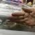渤海刀鱼