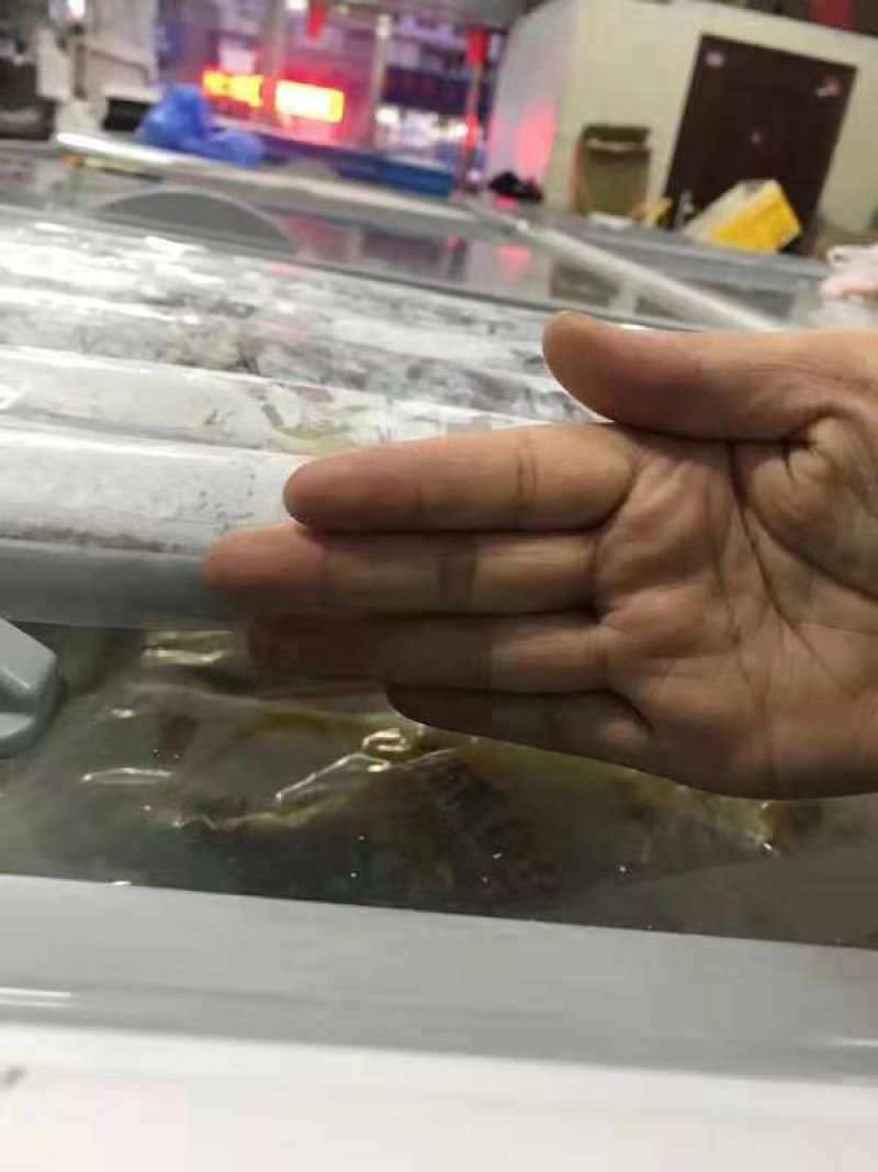 渤海刀鱼