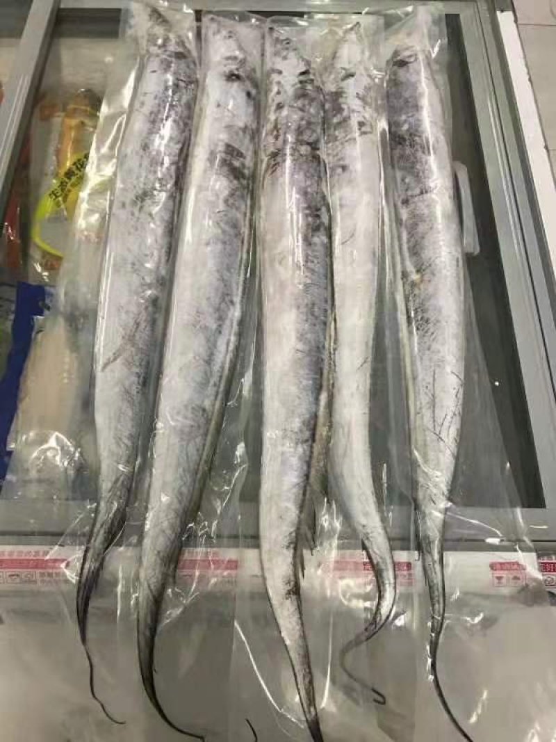 渤海刀鱼