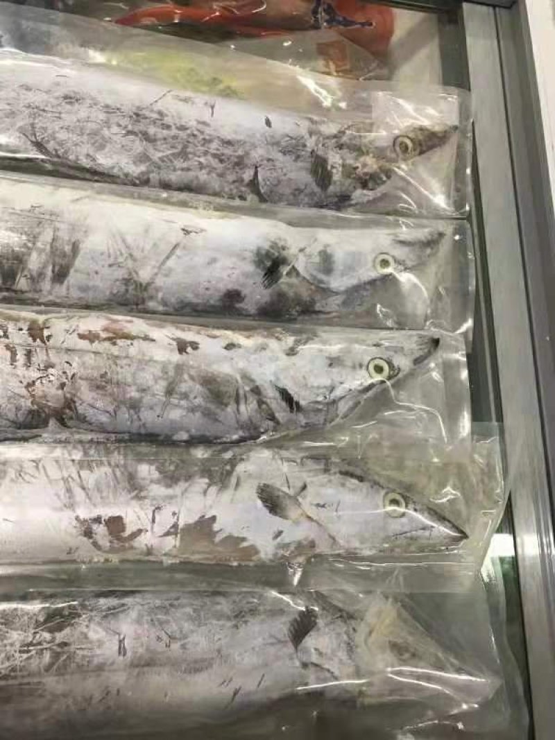 渤海刀鱼