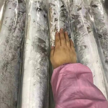 渤海刀鱼