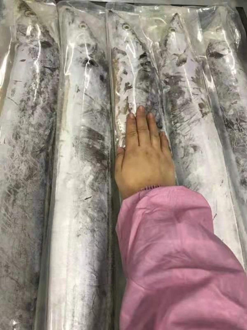 渤海刀鱼