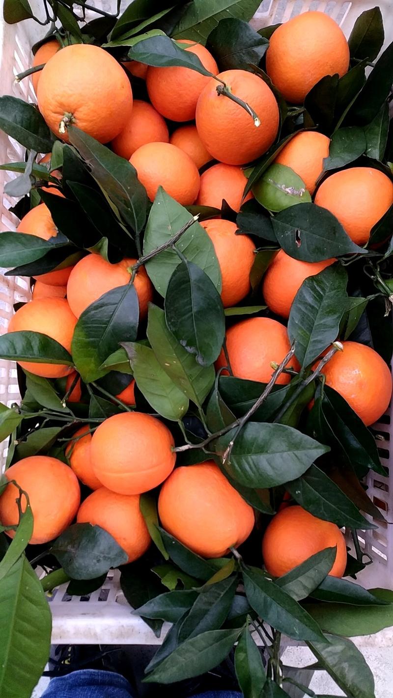 【脐橙】秭归脐橙量大从优支持视频看货看园订果