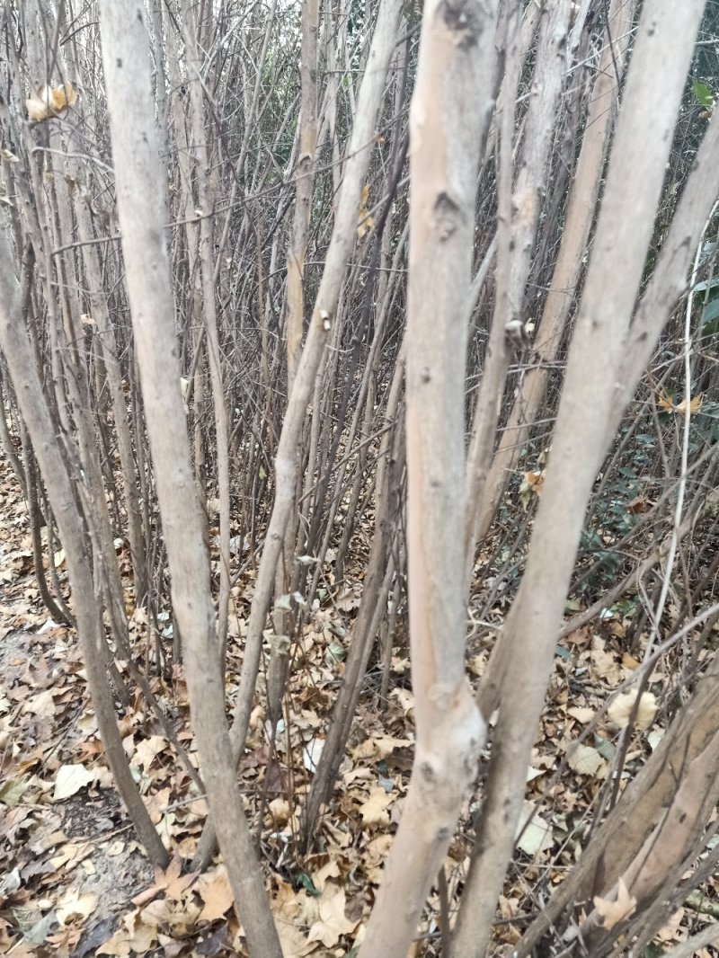 【紫薇】百日红，自家种植，量大从优，欢迎咨询