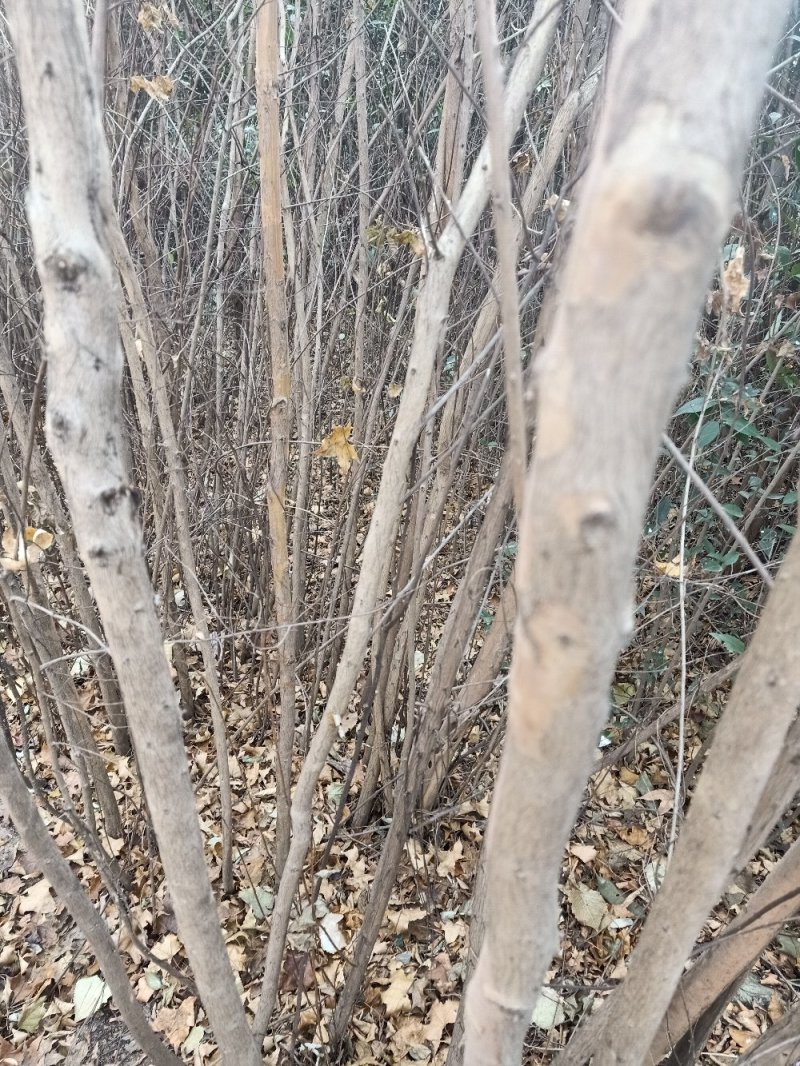 【紫薇】百日红，自家种植，量大从优，欢迎咨询