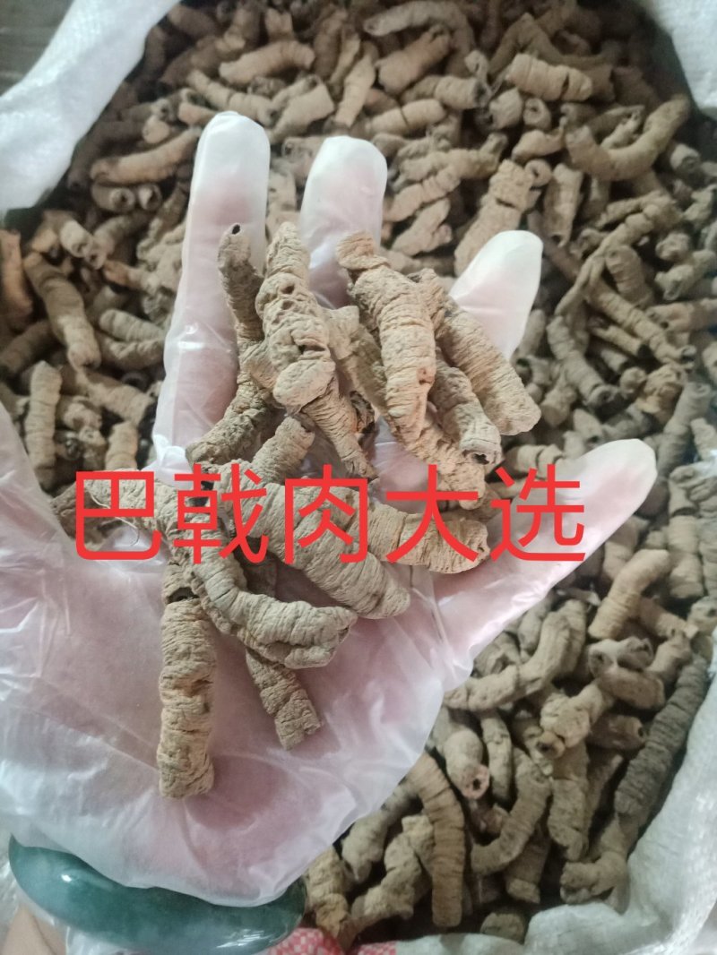 巴戟肉去芯巴戟天各种规格批发零售各种规格中药材
