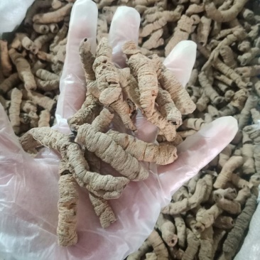 巴戟肉去芯巴戟天各种规格批发零售各种规格中药材