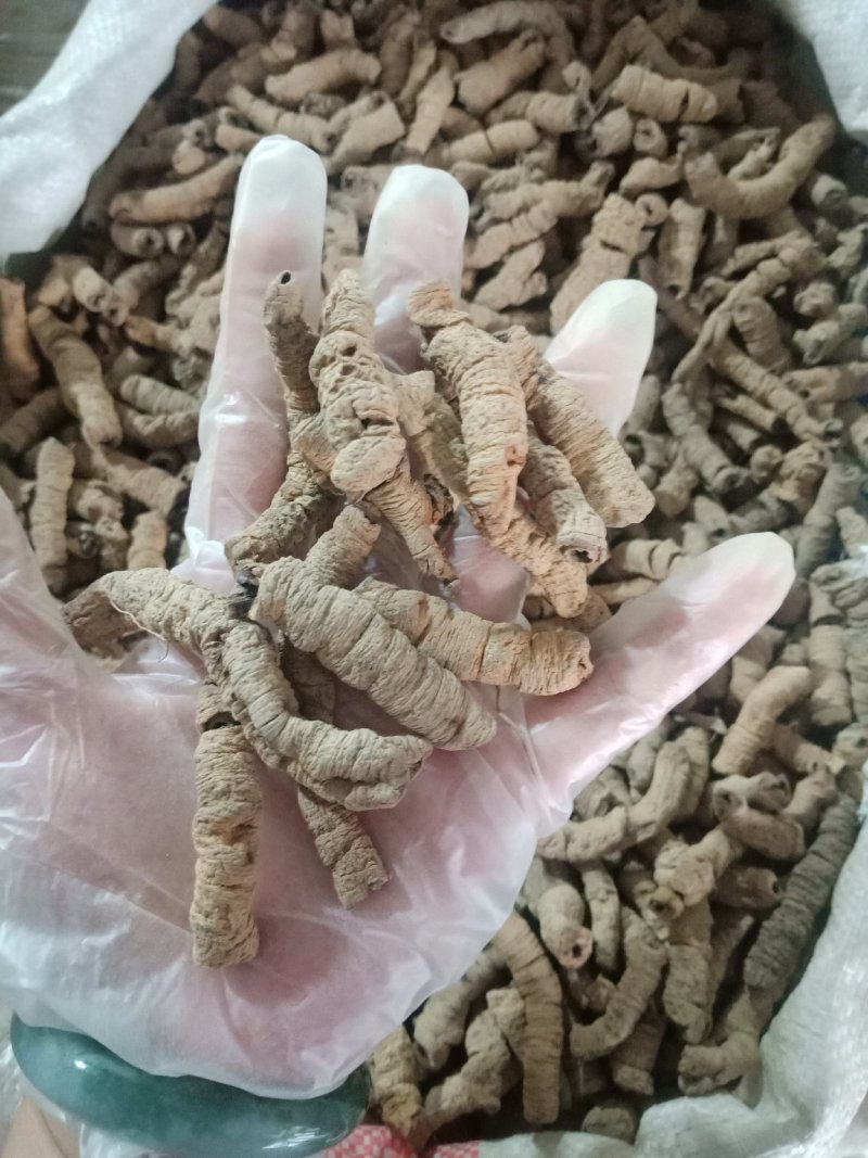 巴戟肉去芯巴戟天各种规格批发零售各种规格中药材