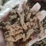 巴戟肉去芯巴戟天各种规格批发零售各种规格中药材