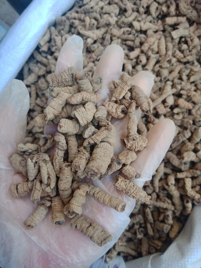 巴戟肉去芯巴戟天各种规格批发零售各种规格中药材