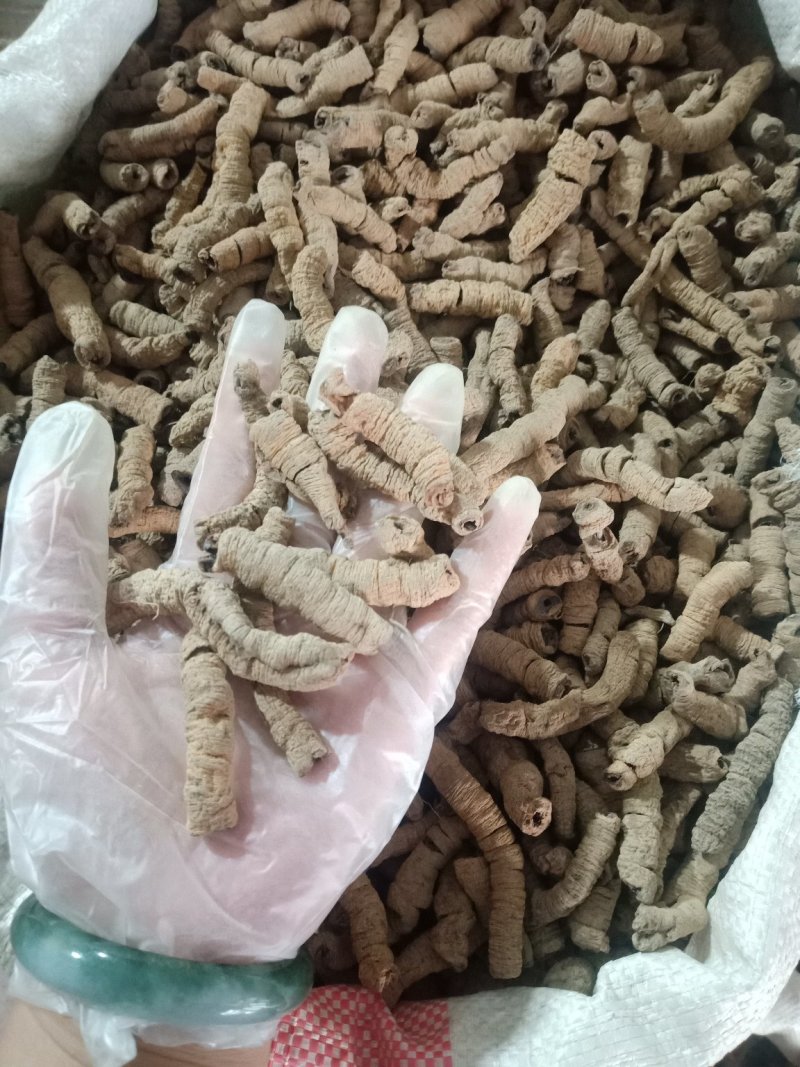 巴戟肉去芯巴戟天各种规格批发零售各种规格中药材