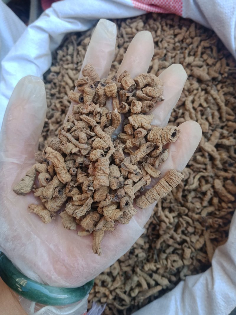 巴戟肉去芯巴戟天各种规格批发零售各种规格中药材