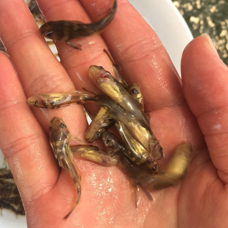 黄骨鱼苗杂交黄颡鱼苗全雄黄骨鱼苗批发黄骨水花自孵化