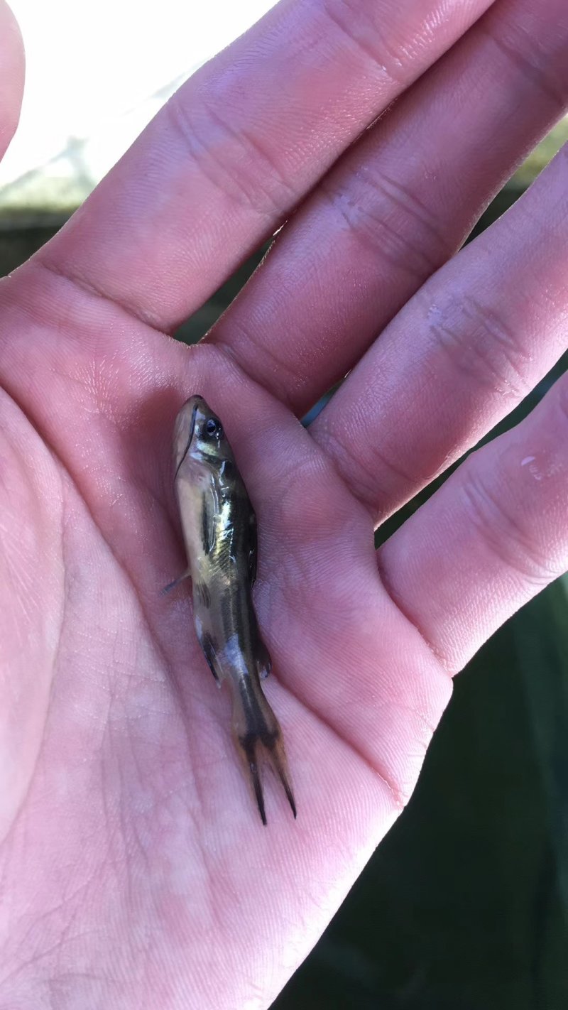 黄骨鱼苗杂交黄颡鱼苗全雄黄骨鱼苗批发黄骨水花自孵化