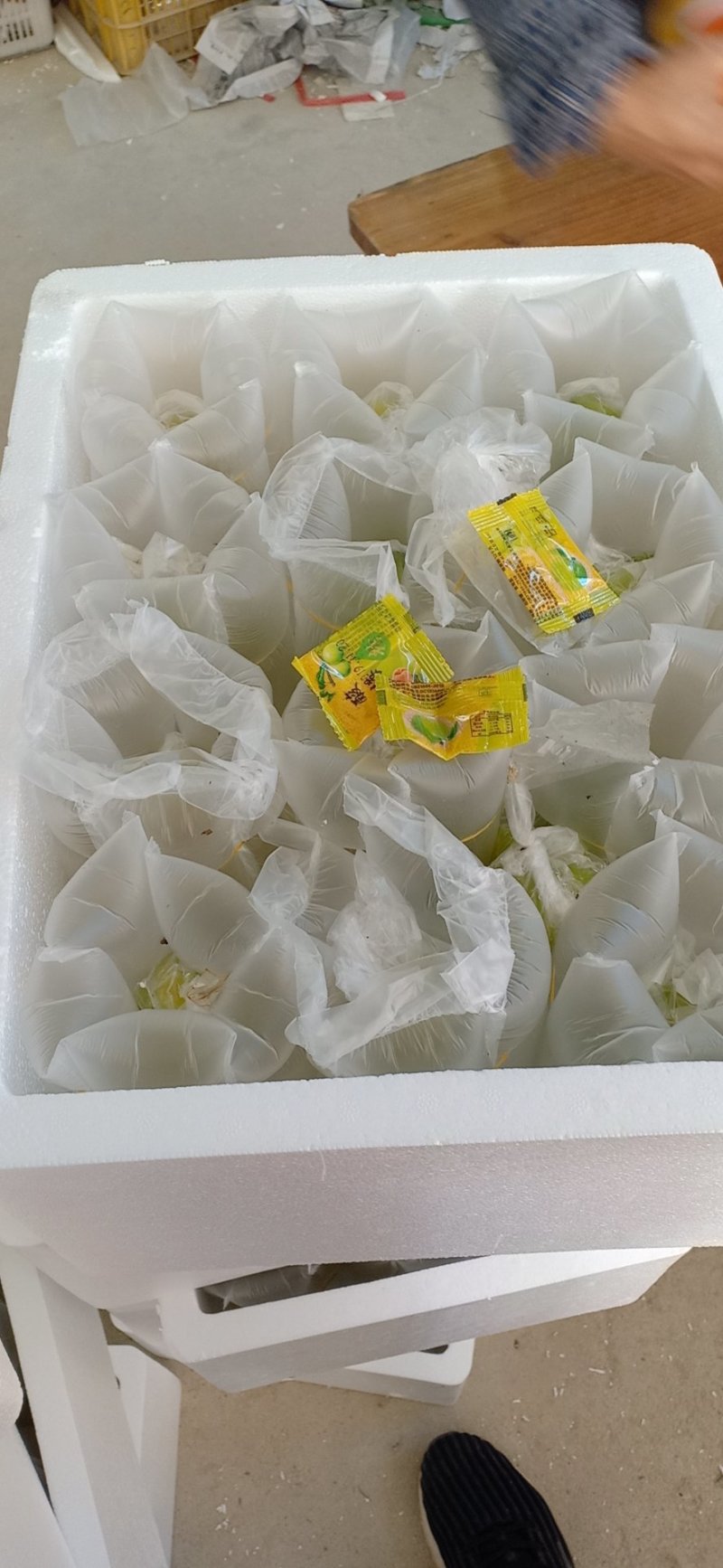 杨桃
