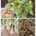 改良白术苗，开始种植了，免费技术指导，包回收
