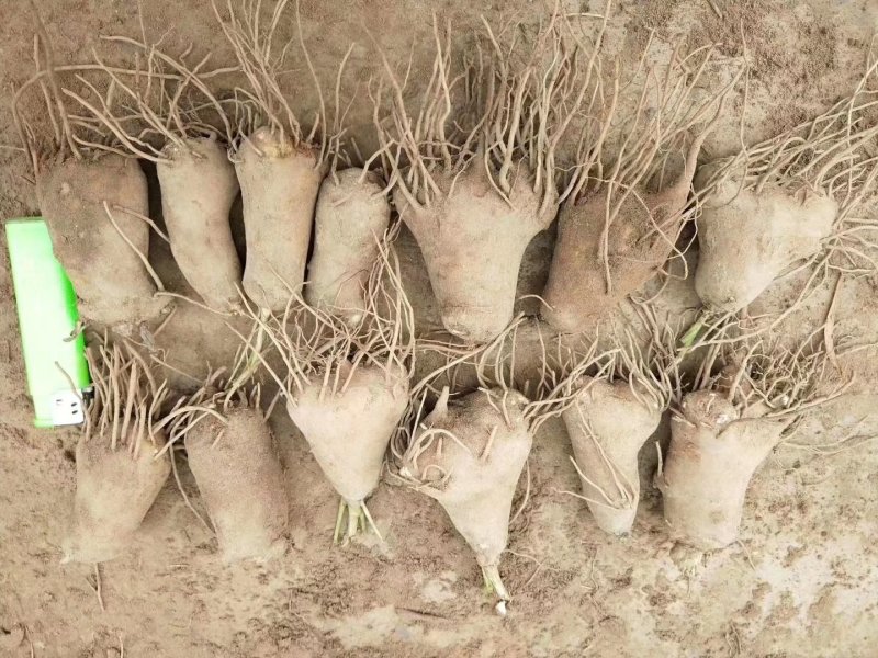 改良白术苗，开始种植了，免费技术指导，包回收