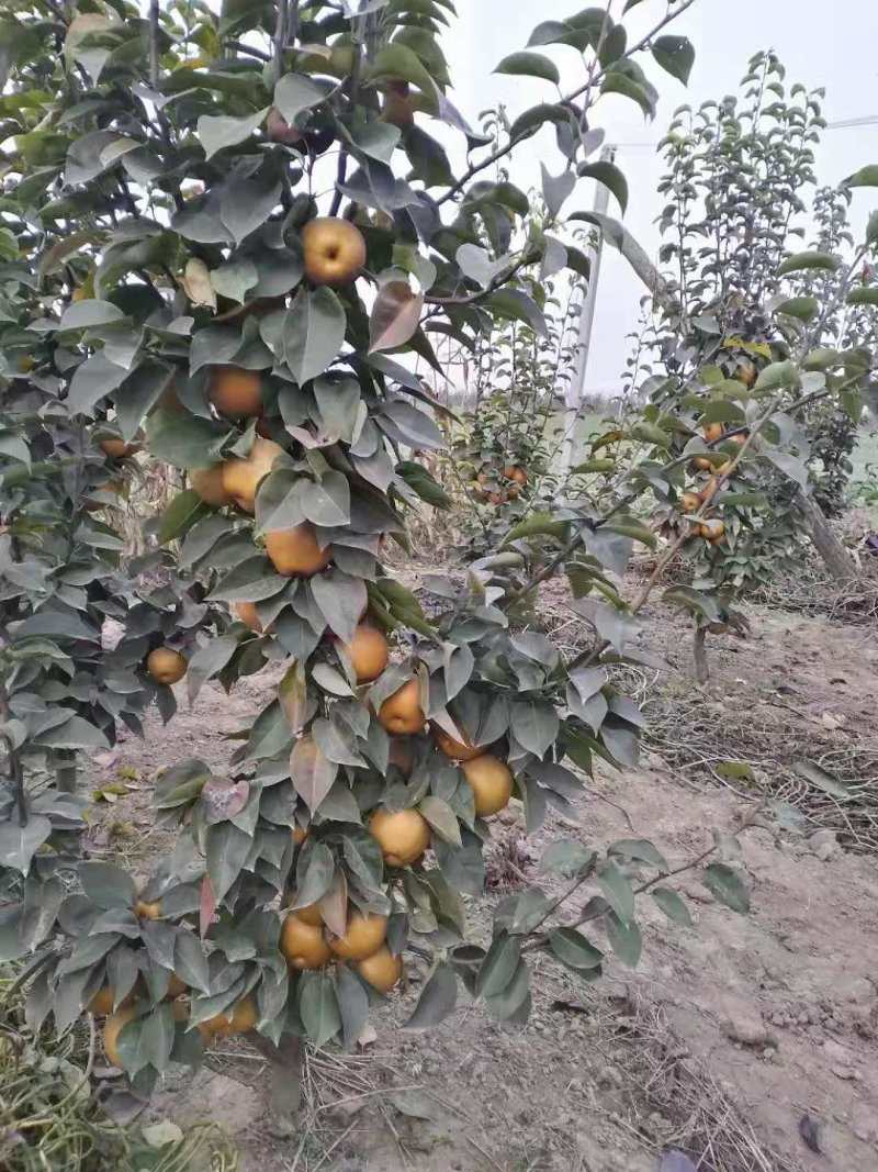 尚长河金果梨梨树栽种三年结梨大果密