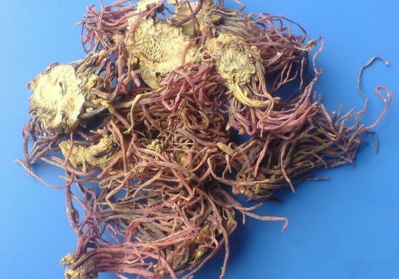 紫菀收购，签订回收合同，技术指导，基地直销