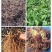 紫菀收购，签订回收合同，技术指导，基地直销
