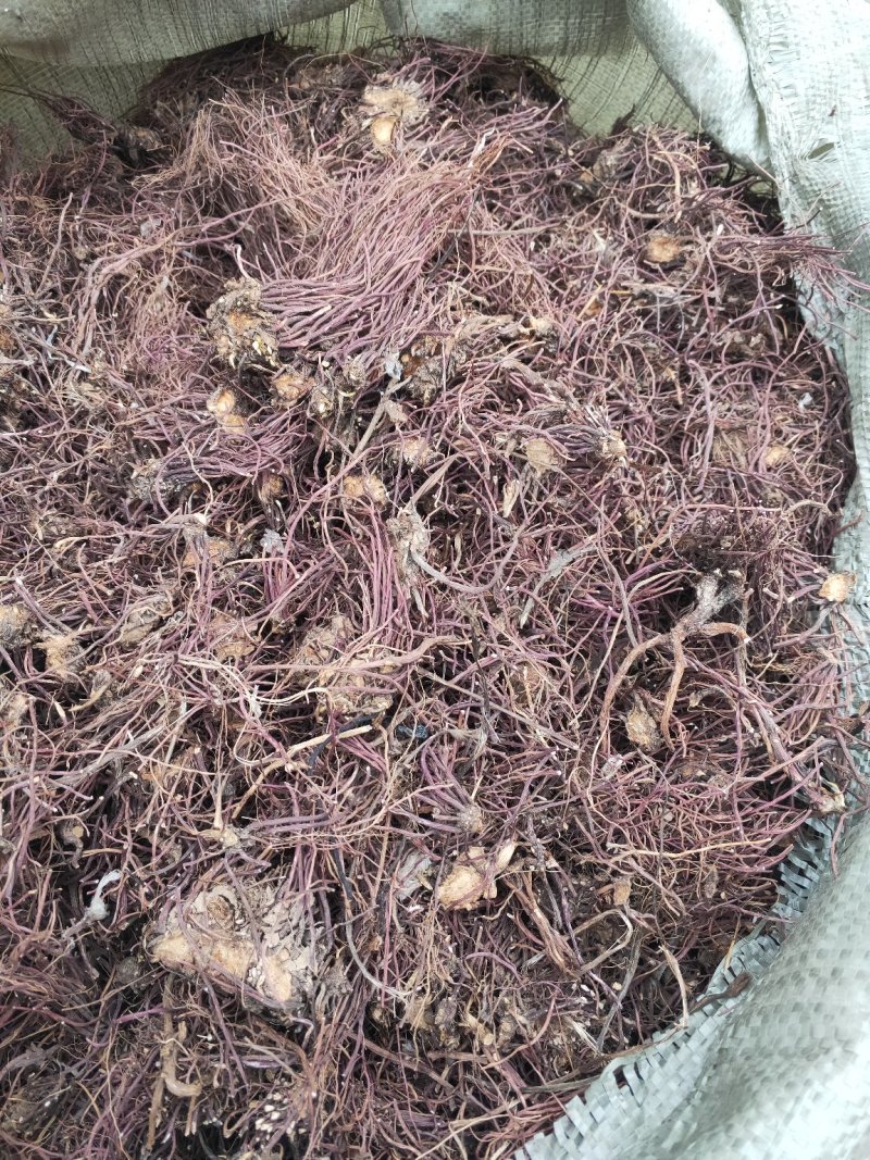紫菀收购，签订回收合同，技术指导，基地直销