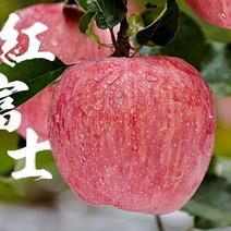 红富士苹果一件代发全国包邮电商专供