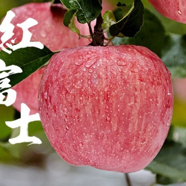 红富士苹果一件代发全国包邮电商专供