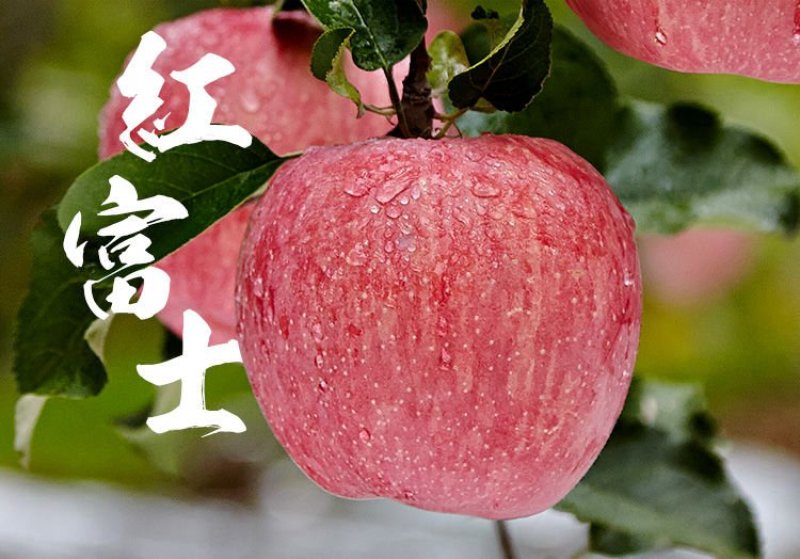 红富士苹果一件代发全国包邮电商专供