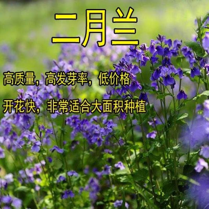 二月兰种子籽诸葛菜子花紫金草中国熏衣草三堡二月兰草籽种子