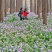 二月兰种子籽诸葛菜子花紫金草中国熏衣草三堡二月兰草籽种子
