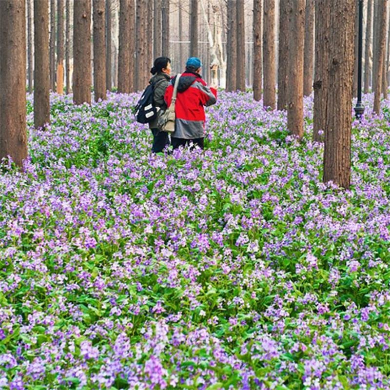 二月兰种子籽诸葛菜子花紫金草中国熏衣草三堡二月兰草籽种子