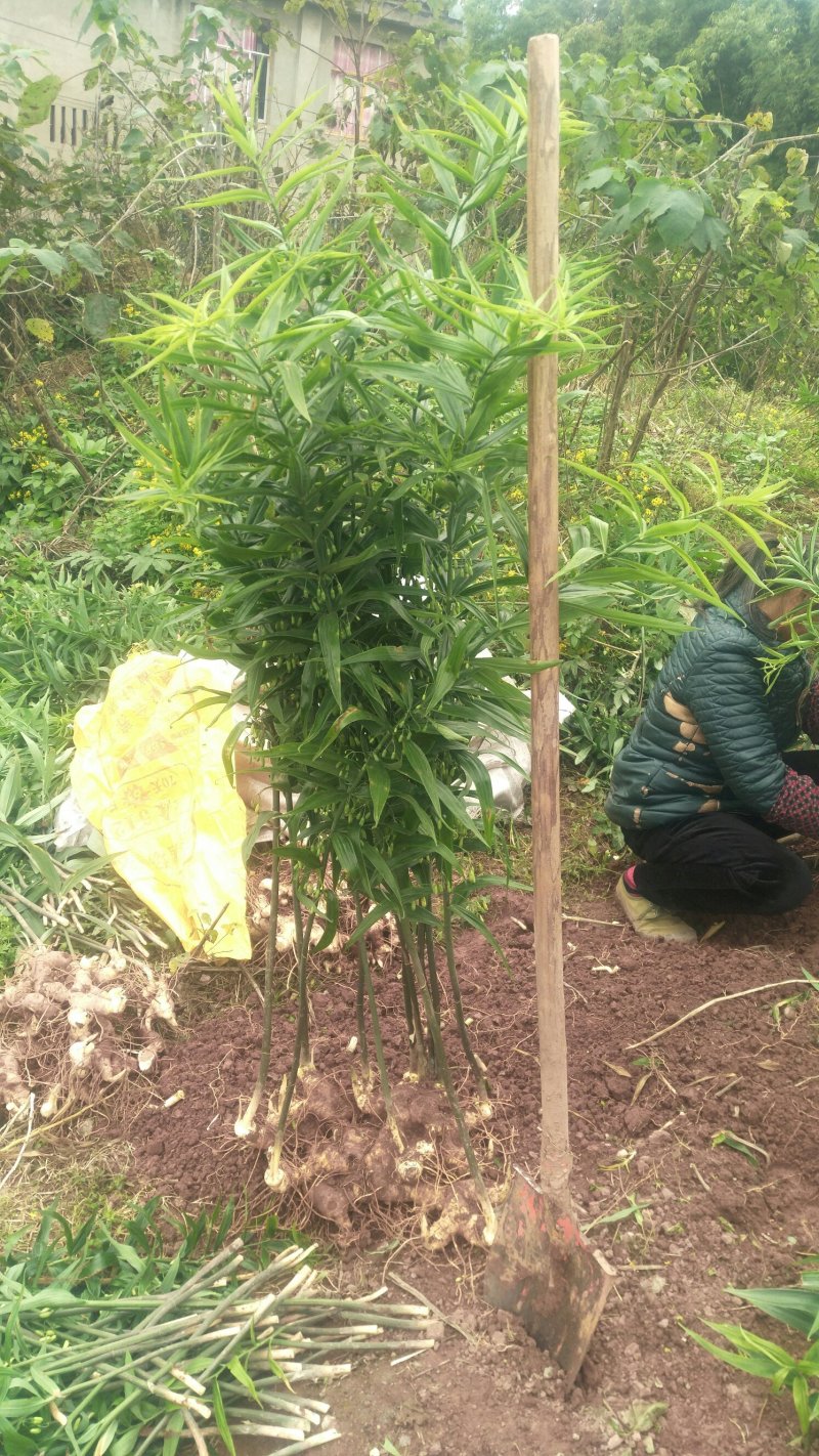 四川黄精种茎块，多花姜型不倒苗黄精中大货一手货源。