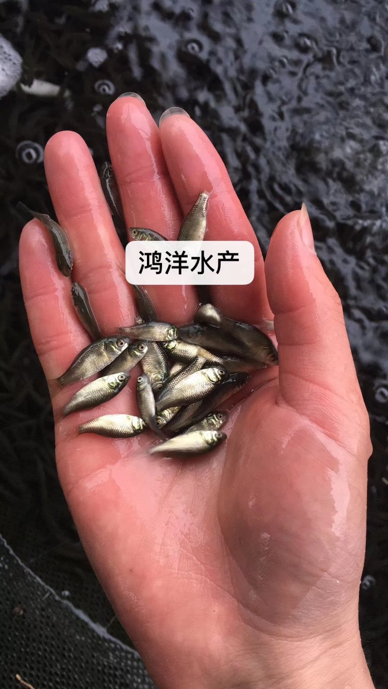 鲫鱼苗中科5号丰产鲫湘云鲫彭泽鲫鱼水花基地直销