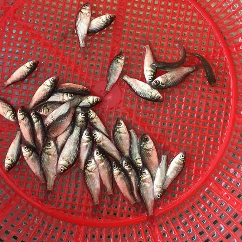 鲫鱼苗中科5号丰产鲫湘云鲫彭泽鲫鱼水花基地直销